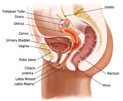 Female sex anatomy